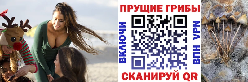 Псилоцибиновые грибы Psilocybe  ссылка на мегу маркетплейс  Кириши 